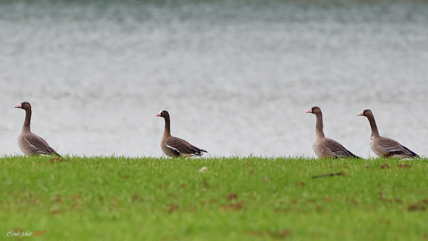 Lesser White-fronted Goose